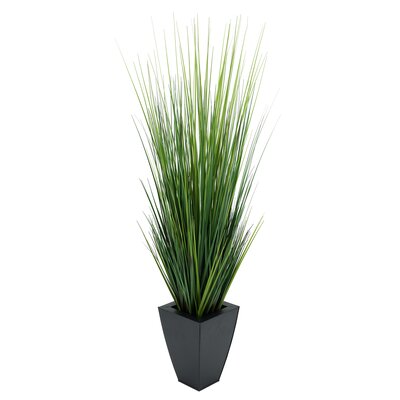 Potted Grass Plants You'll Love in 2020 Wayfair